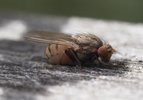 Réf. 233 766 : Minettia tabidiventris
